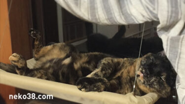 猫は水が見えない