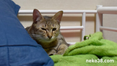 猫相の悪いきじお