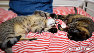 品行方正なドラッグパーティ