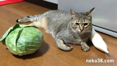 キャベツきじお大根