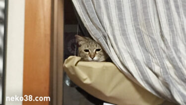 ねこさんvs.きじお 2