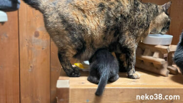 わきわきのやまこ