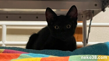 おっさんとお昼寝