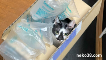 警戒心の強いやまこ