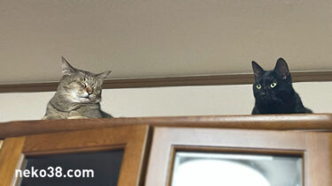 きじおの証明写真