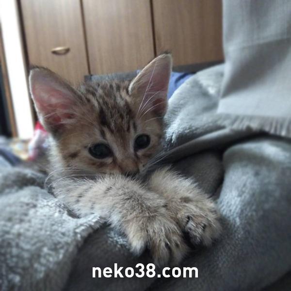 画像に alt 属性が指定されていません。ファイル名: 2019-10-4a.jpg