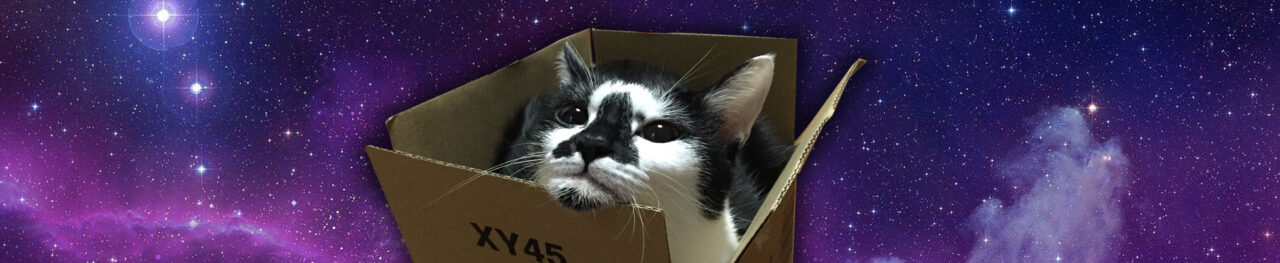 箱に入ったはちこちゃん