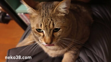 きじお緊急事態