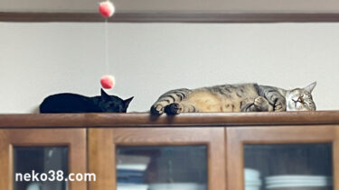 目が開いてる猫