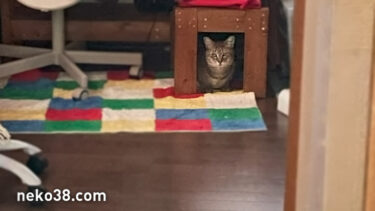 ナショナル・キジオグラフィック