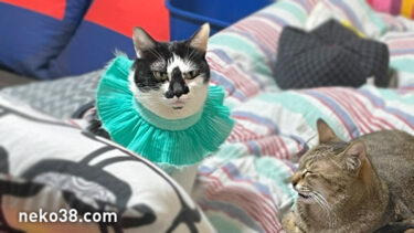 エリザベスはちこ