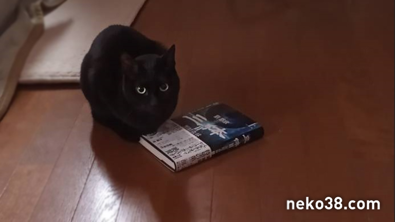 SF小説三体と黒猫