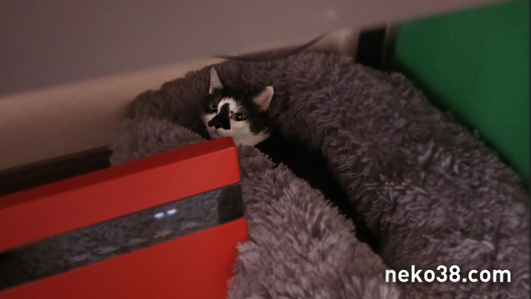 ふわもこベッドで挟まれるはちこちゃん