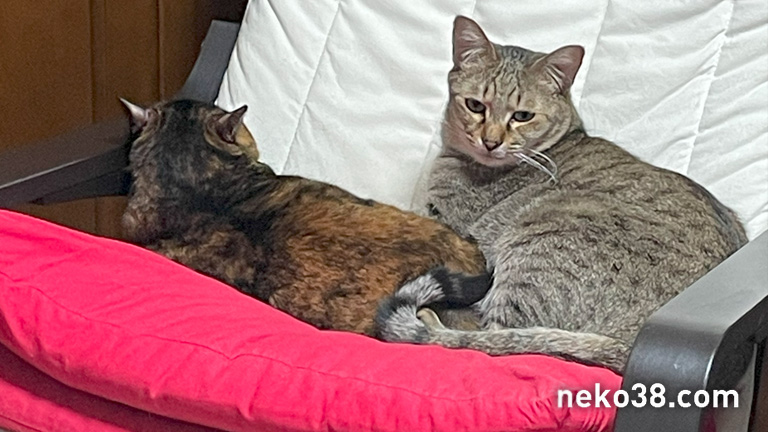 寝ているねこさんと起きているきじお