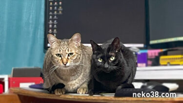 寄り添うやまこときじお