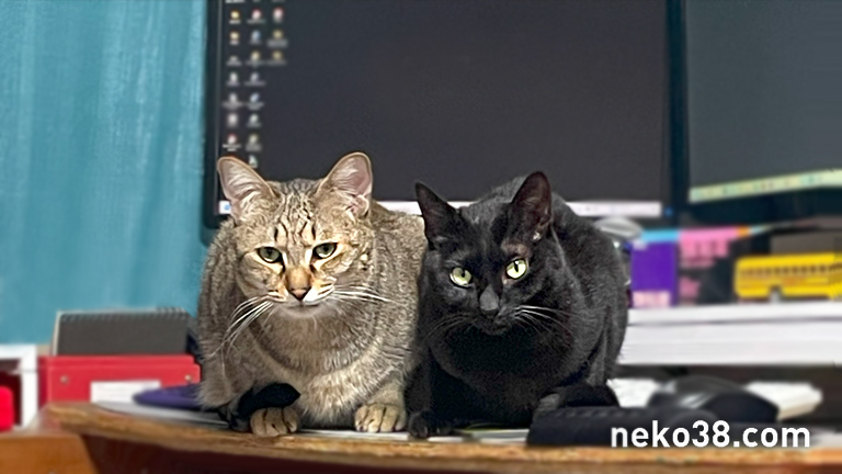 寄り添うやまこときじお