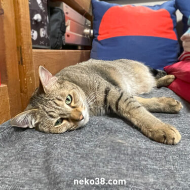 行き倒れシリーズ