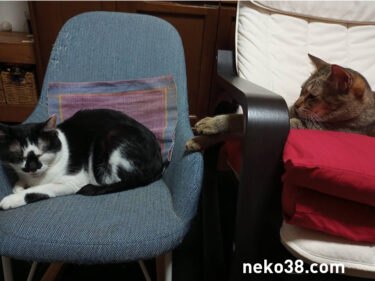 ガテン系ボニャール