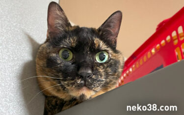 ケサランパサラン