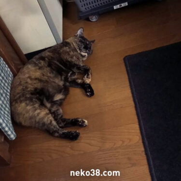 ねこさんと洗濯物