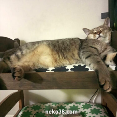 もうどうにでもな～れ