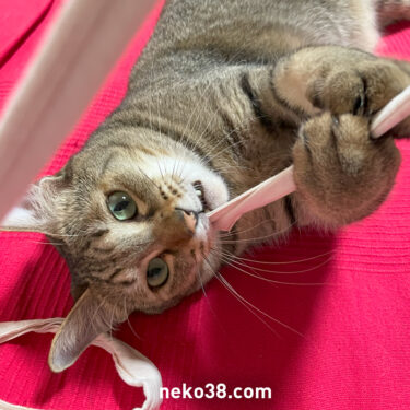 きじおじさんと素敵なフロス