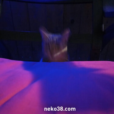 きじおイリュージョン