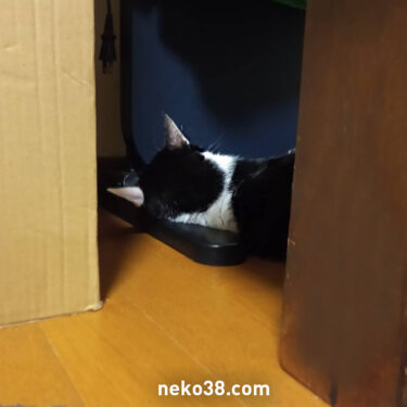 はちこちゃんとポップコーン