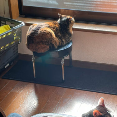 ねこさんの光合成