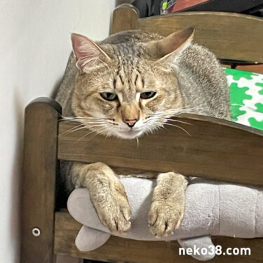 きじおスタイル